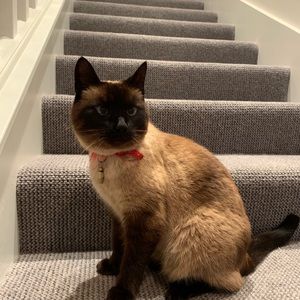 Meet your Posher, Brynn